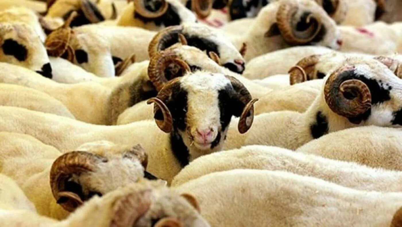 Afyon Şehir Adakçısı | Online Kurban | Akika Kurbanı | Şükür Kurbanı | Afyon Adaklık Kurban