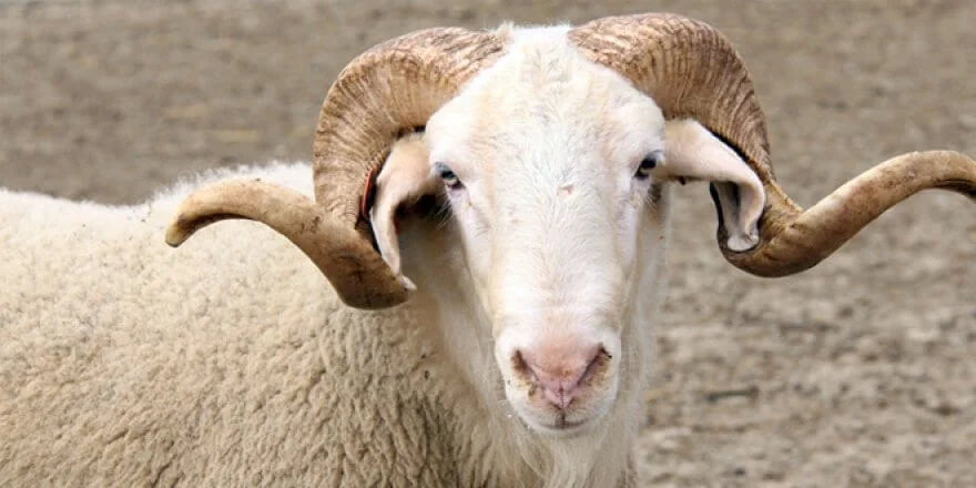 Afyon Şehir Adakçısı | Online Kurban | Akika Kurbanı | Şükür Kurbanı | Afyon Adaklık Kurban