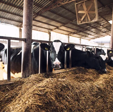 Afyon Şehir Adakçısı | Online Kurban | Akika Kurbanı | Şükür Kurbanı | Afyon Adaklık Kurban